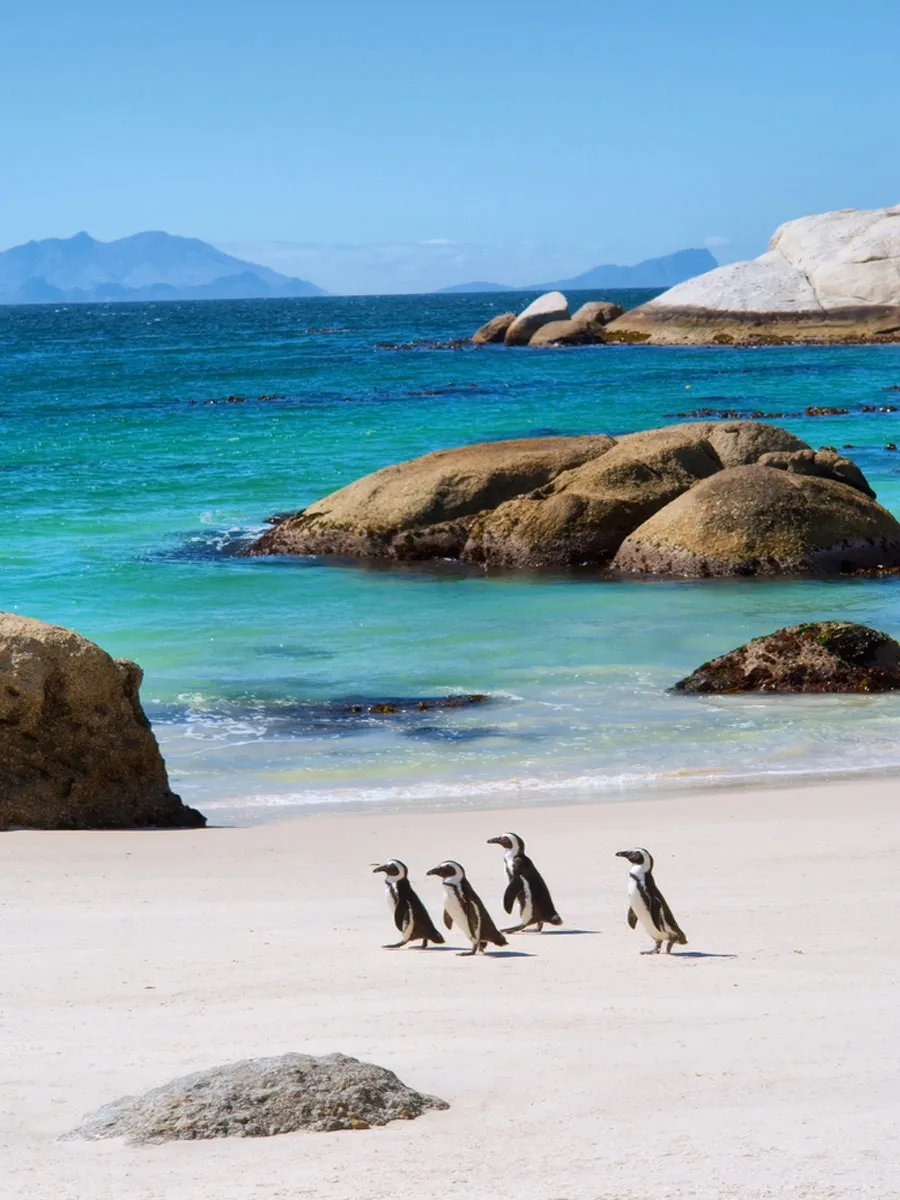 474 south africa honeymoon safari