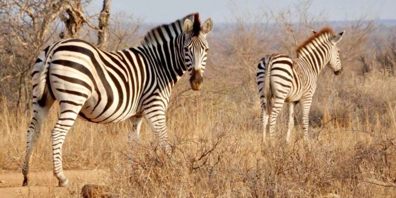 570 romantic safari activities