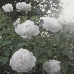 /img/583-capturing-memories.webp