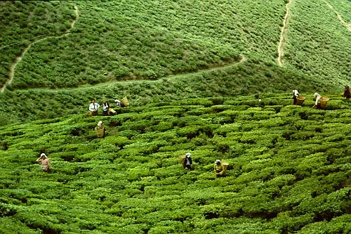 651 darjeeling hotel luxury