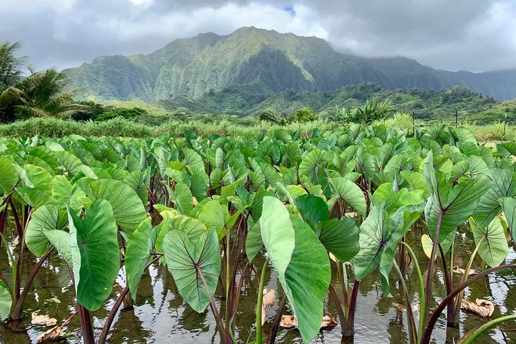 692 big island honeymoon