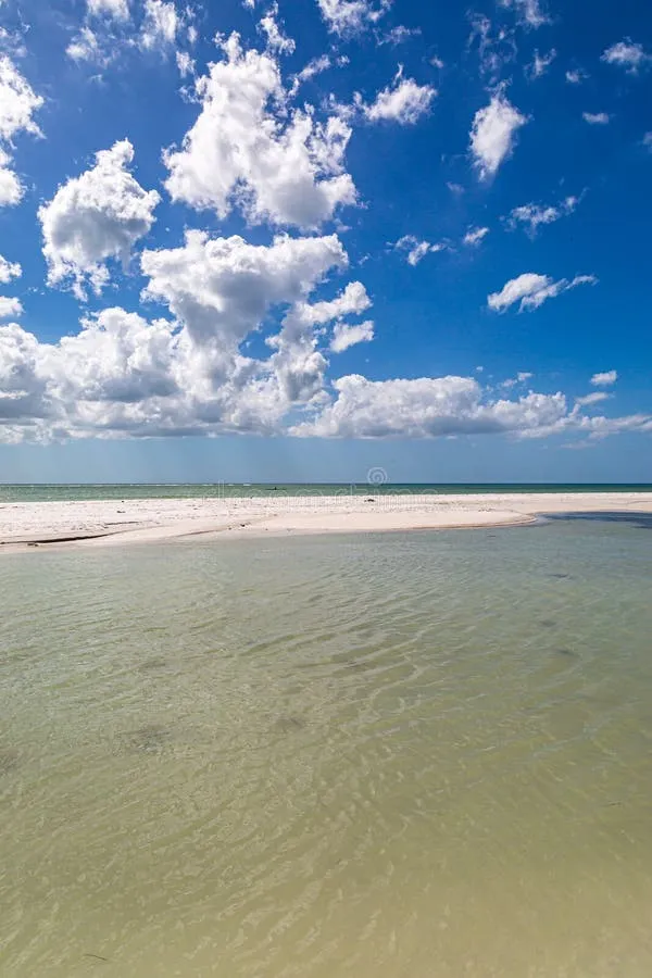 704 honeymoon island wildlife